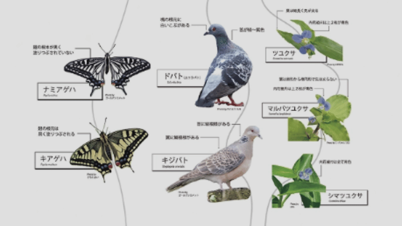 エリア5:生物多様性超シナプス